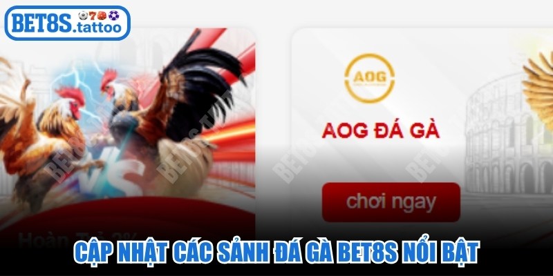 Cập nhật các sảnh đá gà BET8s nổi bật, được bet thủ yêu thích